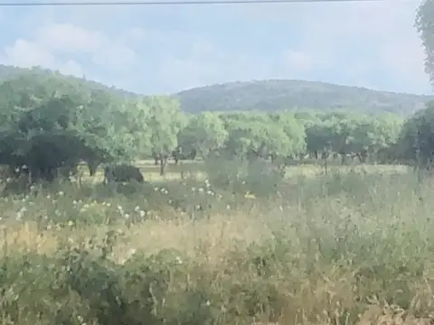 Kingsland, TX Cleared Lots