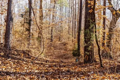 Hunting and Homesite Land