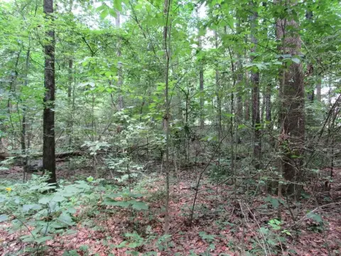 2.36 Acres Wooded Land Parcel