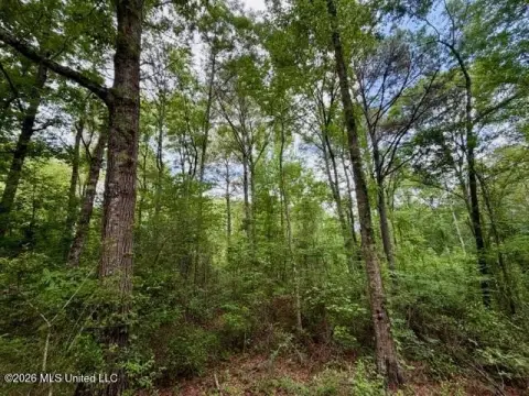 5.4 Acres Wooded Land