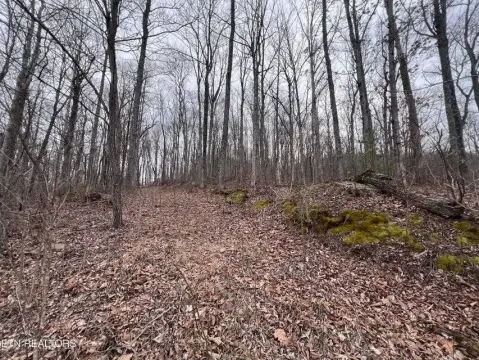 6.2 Acres of Wooded Land