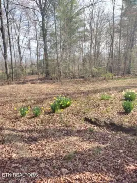 Unrestricted Wooded Hunting Acreage