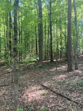 Abbeville Wooded Residential Lot