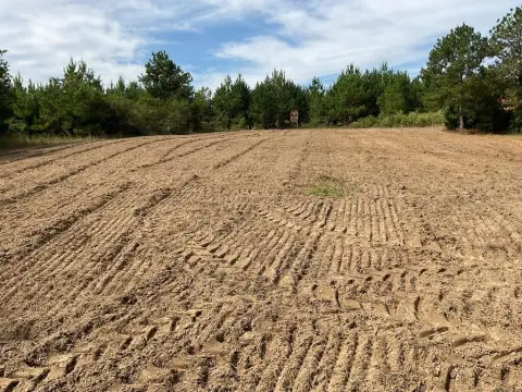 Hunting Land with Planted Pines