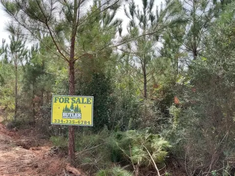 Hunting Land with Planted Pines