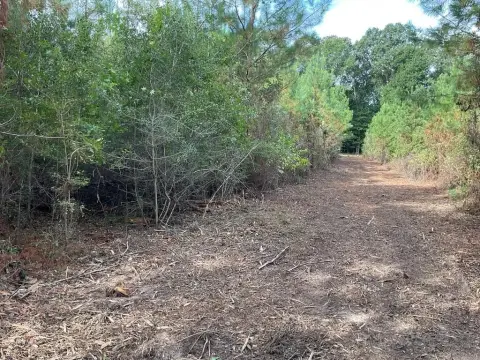 Pine-Planted Hunting Land