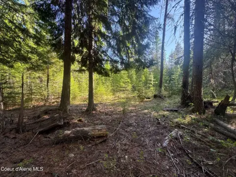 Forested Land Near Priest River