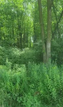 Emmett, MI Vacant Land