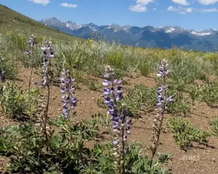 Westcliffe Land with Mountain Views