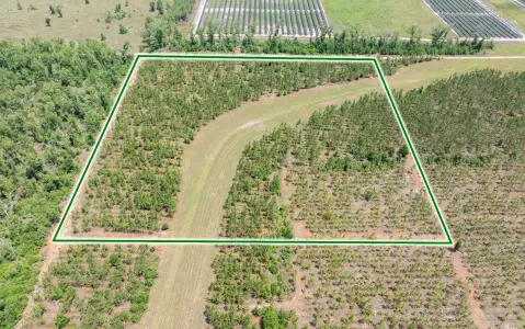 Agricultural Land with Planted Pines