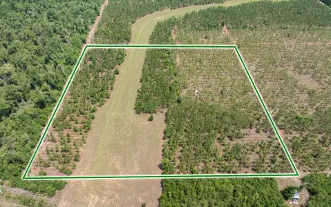 Agricultural Homesite Land with Pines
