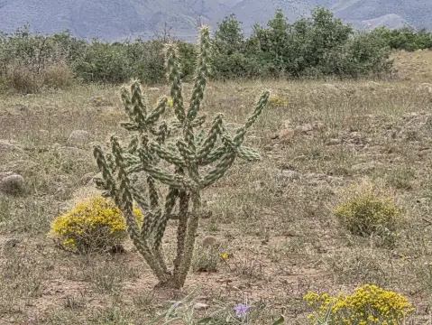 Land in Willow Springs Ranch