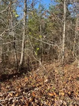 Wooded Lot Near Golf Course