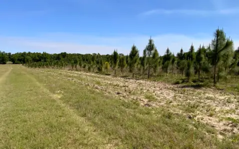 39.5 Acres with Longleaf Pines
