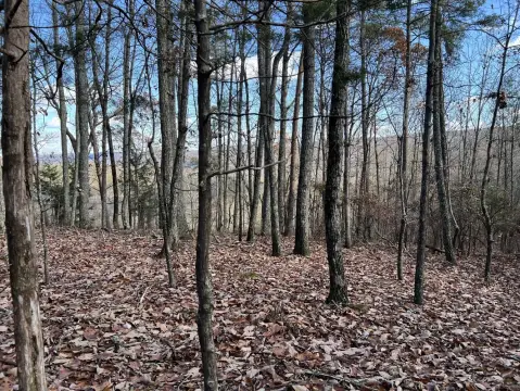 40 Acres of Wooded Land