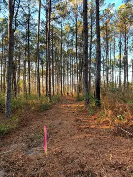 Poplarville Land with Development Potential
