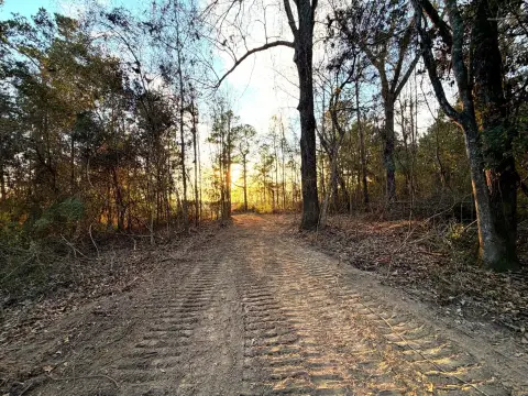 Poplarville Residential Land with Timber
