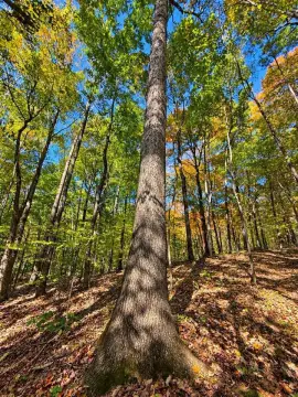 Wooded Hunting Land