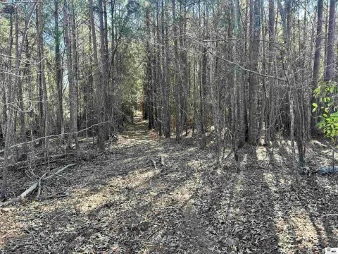 Timber Recreational Hunting Tract