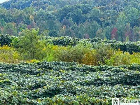 Vineyard Land with Creek