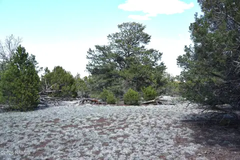 Heavily Treed Land Parcel