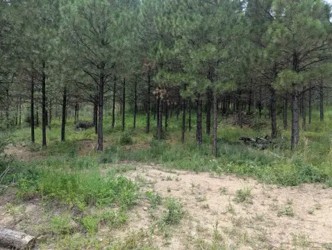 Wooded Recreation Land
