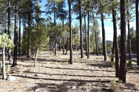 Pine Tree Covered Double Lot