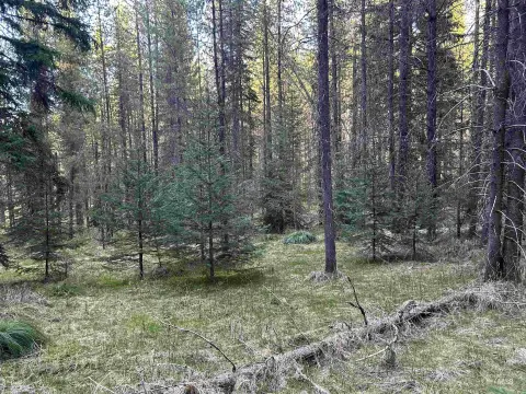 Mature Timber Hunting Retreat Land
