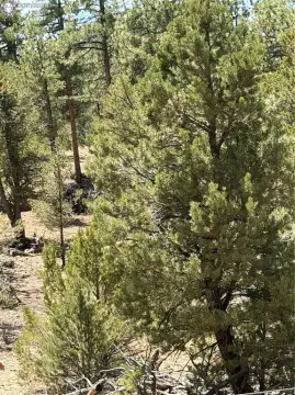 Vacant Land in Cotopaxi, CO