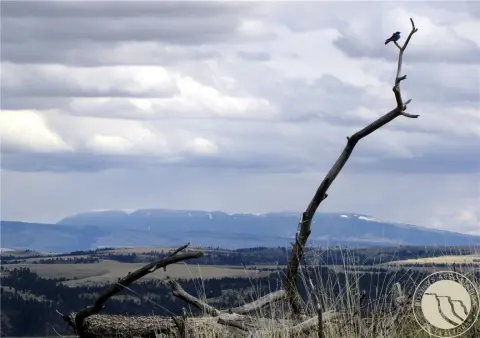 Columbus, MT Land with Views