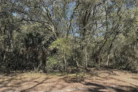 Wooded Land For Sale