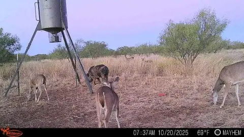 Trent, TX Hunting Land
