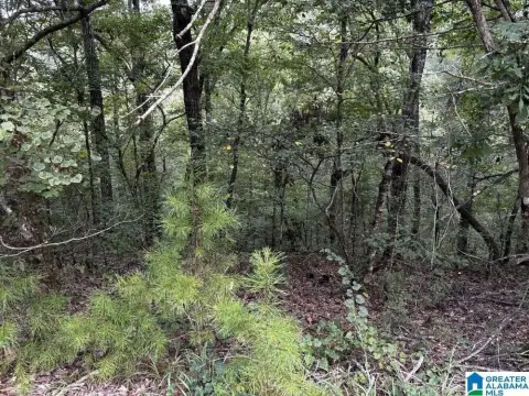 Wooded Hunting Land