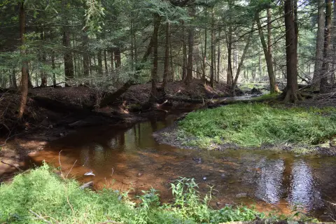 Wooded Hunting Land with Trail Network