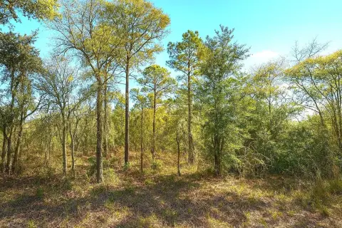 Wooded Acre in Williston, Florida