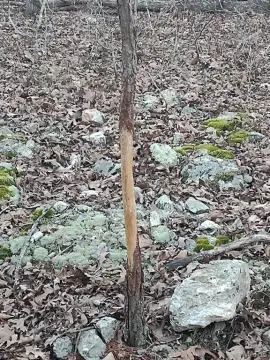 Secluded Wooded Hunting Land