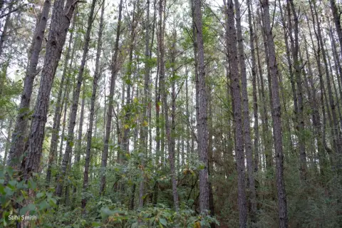 Pine Timber Hunting Land