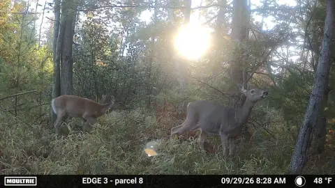 Hunting Land with Ravine