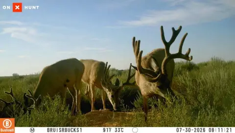 Hunting Land with Wildlife Habitat
