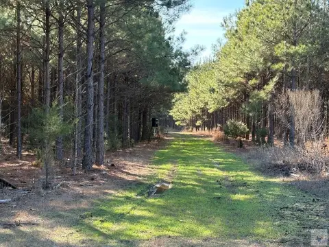 East Texas Timberland Parcel