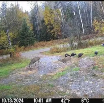 Hunting Land with Camp Improvements