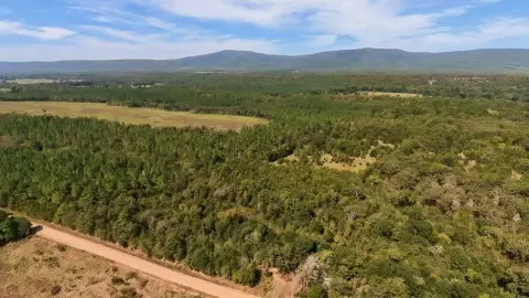Wooded Hunting Land