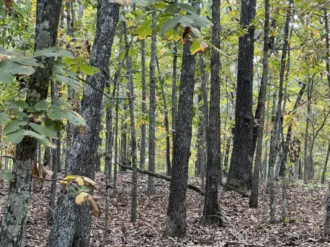 Wooded Hilltop Land