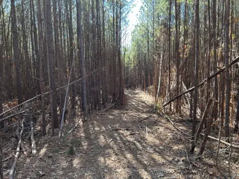 Hunting Land with Creek Access