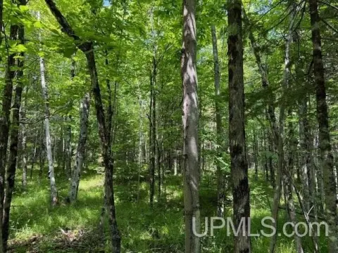 Wooded 40-Acre Vacant Land