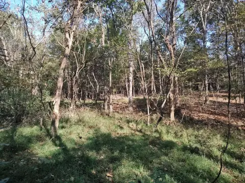Timbered Hunting Land