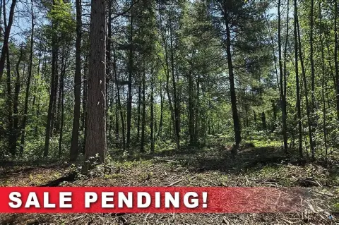 Wooded Recreation Land Parcel