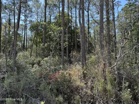 Undeveloped Land in Wilmington, NC