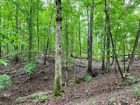 Hunting Land with Hardwood Forest