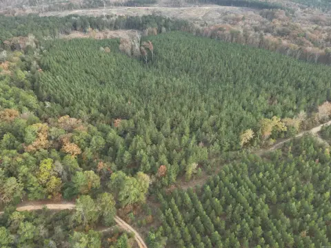 Timberland Investment Opportunity